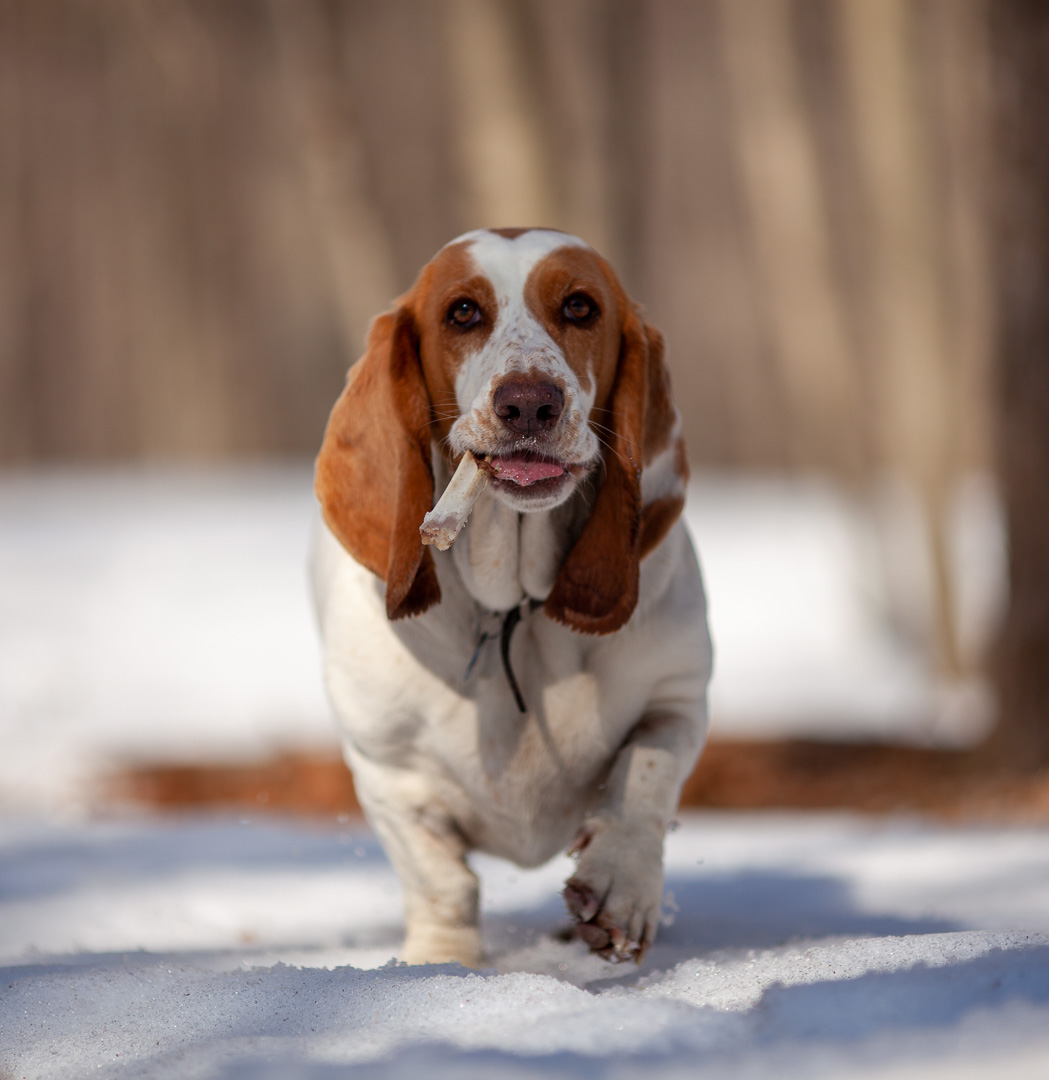 Basset Hound with bone in her mouth, in the snow